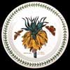 CROWN IMPERIAL OR FRITILLARIA DINNER PLATE - SCRIPT WRITING