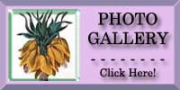 Crown Imperial Photo Gallery