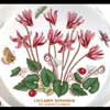 Close View - Cyclamen Bread And Butter Plate Motif With Nine Flower Heads
