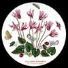 Cyclamen Ceramic Canister Lid With Nine Flowers