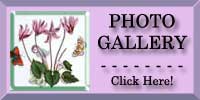 Cyclamen Photo Gallery