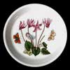 CYCLAMEN ORIGINAL OATMEAL BOWL MOTIF WITH 4 FLOWER HEADS ON A PIN DISH