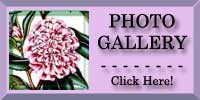 Double Camellia Photo Gallery