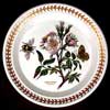 Dog Rose Gold Decorated Bloomingdales Special Edition Salad Plate