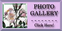 Dog Rose Photo Gallery