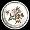 DOG ROSE SALAD PLATE WITH SCRIPT WRITING