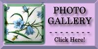 Harebell Photo Gallery