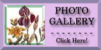 Purple Iris Photo Gallery