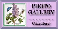 Lilac Photo Gallery