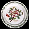 Asiatic Magnolia Dinner Plate