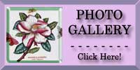 Magnolia Photo Gallery