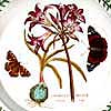 Close View - 1st Version Mexican Lily Motif - Very Rare!