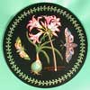 Mexican Lily Rare Black Placemat