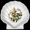 BOXLEAVED MILKWORT ON A SHELL DISH