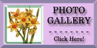 Small Narcissus Photo Gallery