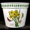 Narcissus Large Plant Pot
