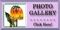 Orange Cactus Photo Gallery