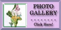 Orchid Photo Gallery
