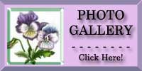 Pansy Photo Gallery