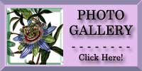 Passion Flower Photo Gallery