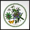 Passion Flower Variations Wall Tile