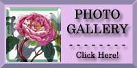 Shrubby Peony Photo Gallery