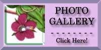 Pimpernel Photo Gallery