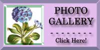 Primrose Photo Gallery