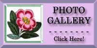 Rhododendron Photo Gallery