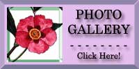 Purple Rock Rose Photo Gallery