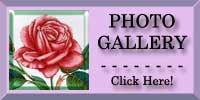 Royal Highness Rose Photo Gallery
