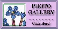 Spring Gentian Photo Gallery