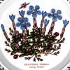 Close Up - Spring Gentian Motif On A Bread And Butter Plate
