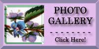 Speedwell Photo Gallery