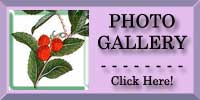 Strawberry Tree Photo Gallery