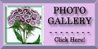 Sweet William Photo Gallery