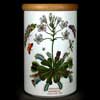 Venus Fly Trap 8 Inch Canister