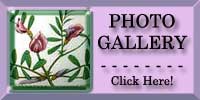 Common Vetch Photo Gallery