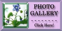 Sweet Violet Photo Gallery