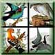 Portmeirion Birds Of Britain Motif List