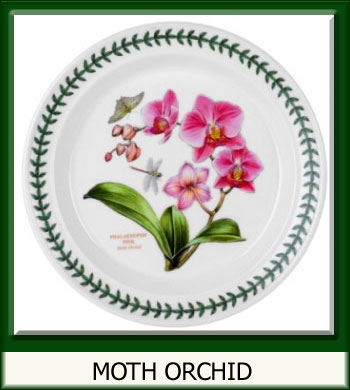 Botanic Garden Exotic - Moth Orchid