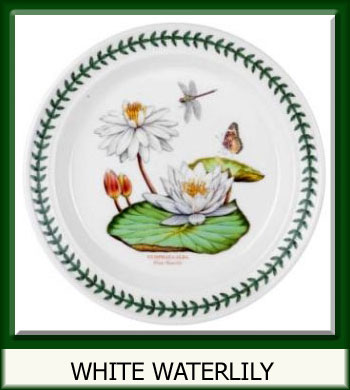 Botanic Garden Exotic - White Waterlily